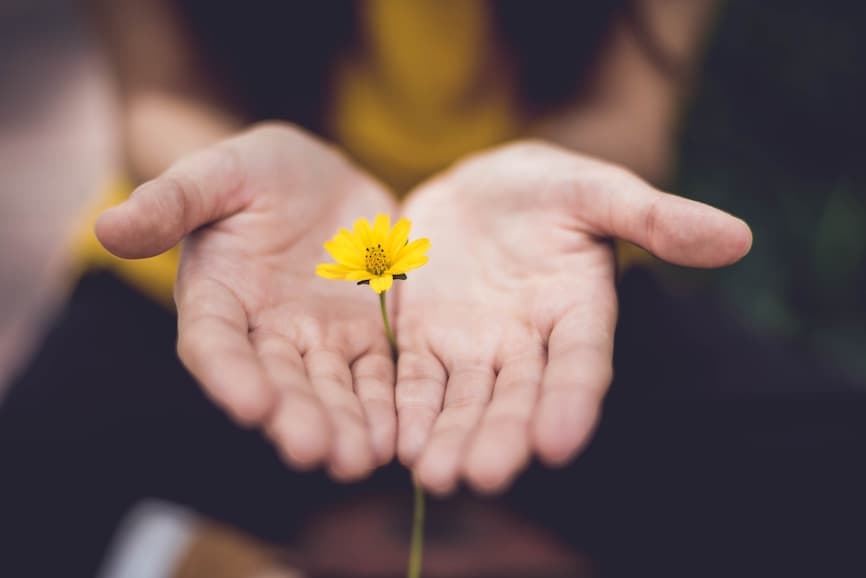 Hands holding a yellow daisy