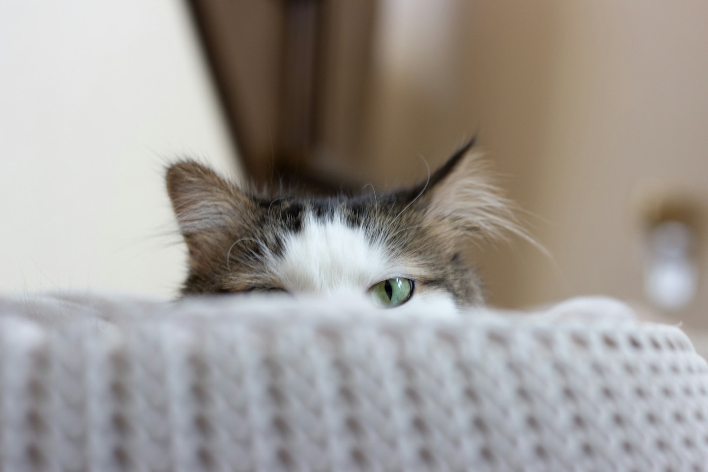 Cat peeking from behind a couch